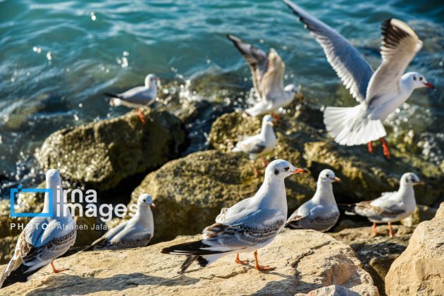 Seabirds "Shalus" of Persian Gulf captivate nature enthusiasts