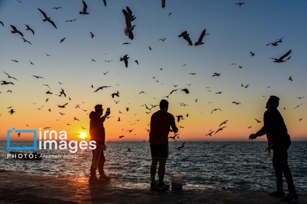 Seabirds "Shalus" of Persian Gulf captivate nature enthusiasts