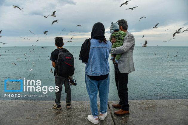 Seabirds "Shalus" of Persian Gulf captivate nature enthusiasts