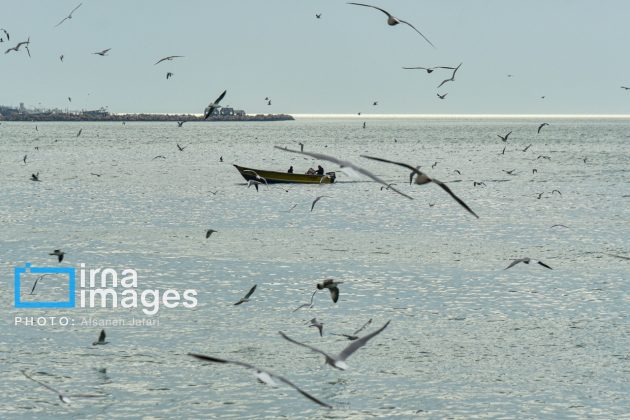 Seabirds "Shalus" of Persian Gulf captivate nature enthusiasts