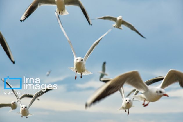 Seabirds "Shalus" of Persian Gulf captivate nature enthusiasts