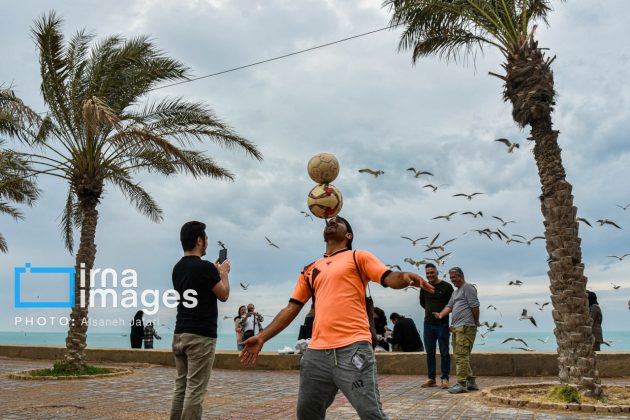 Seabirds "Shalus" of Persian Gulf captivate nature enthusiasts