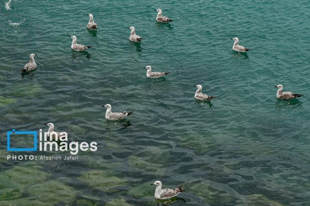 Seabirds "Shalus" of Persian Gulf captivate nature enthusiasts