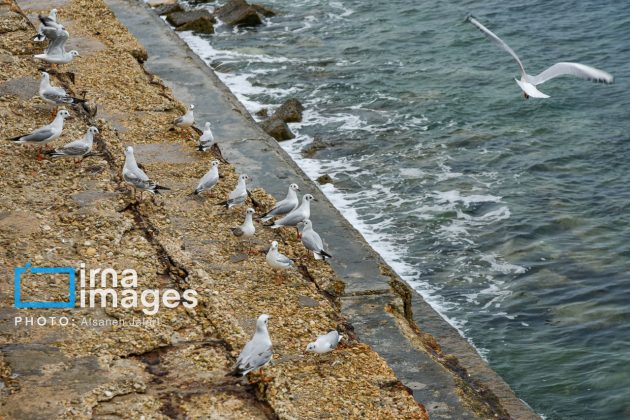 Seabirds "Shalus" of Persian Gulf captivate nature enthusiasts