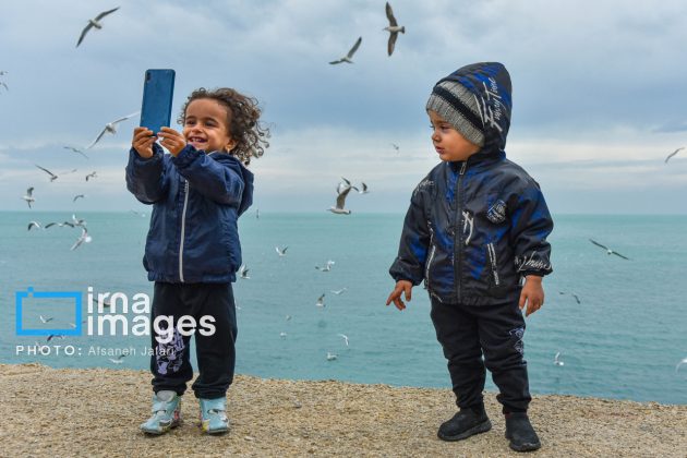 Seabirds "Shalus" of Persian Gulf captivate nature enthusiasts