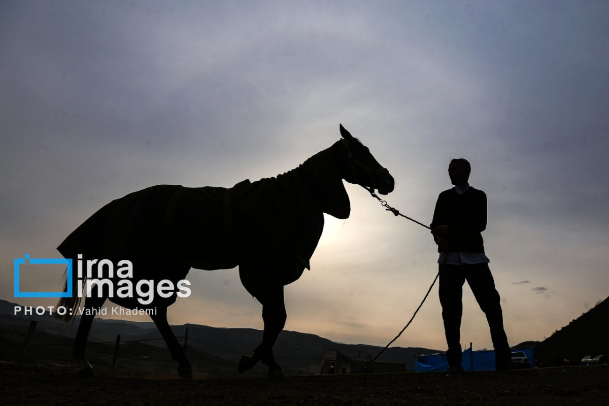 Iran Turkmen Horse