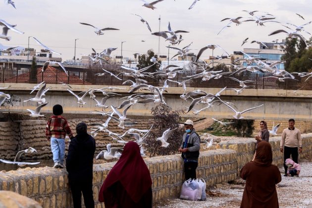 Siberian gulls bring winter charm to Shiraz, southern Iran