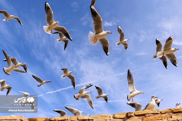 Siberian gulls bring winter charm to Shiraz, southern Iran