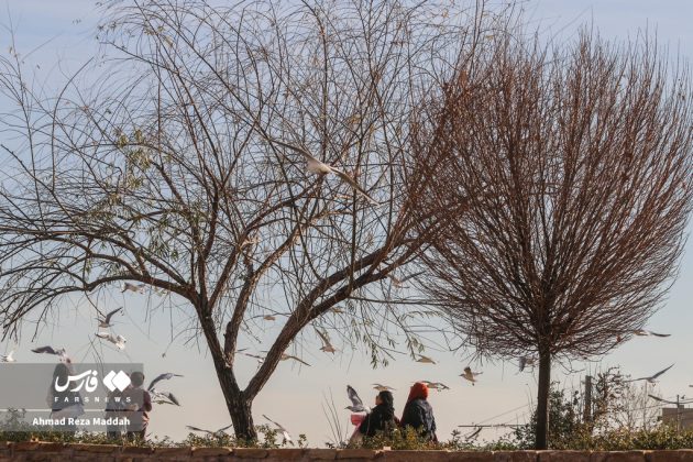 Siberian gulls bring winter charm to Shiraz, southern Iran