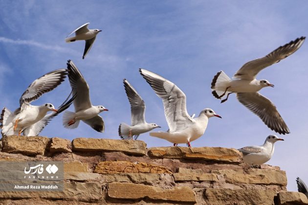 Siberian gulls bring winter charm to Shiraz, southern Iran