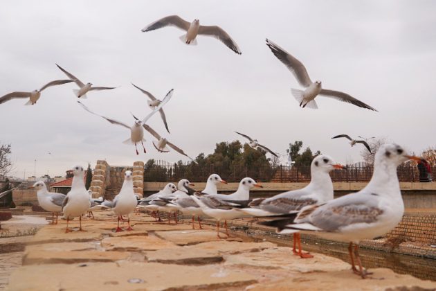 Siberian gulls bring winter charm to Shiraz, southern Iran