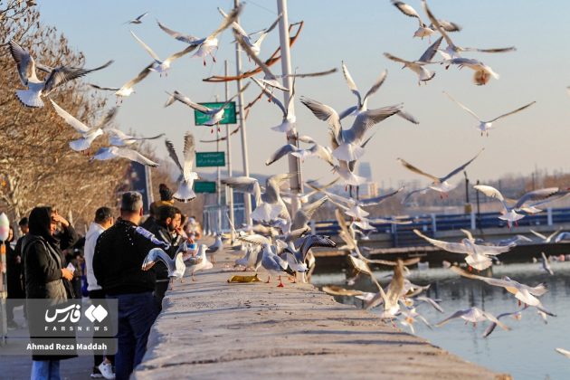 Siberian gulls bring winter charm to Shiraz, southern Iran