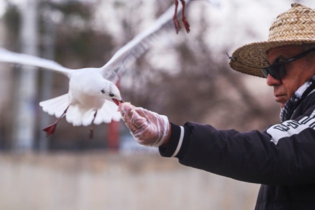 Siberian gulls bring winter charm to Shiraz, southern Iran