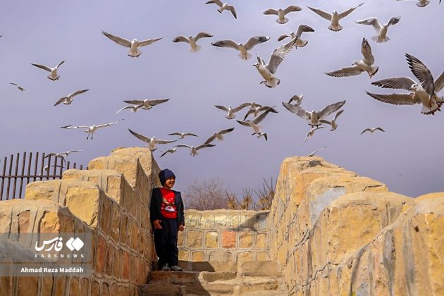 Siberian gulls bring winter charm to Shiraz, southern Iran