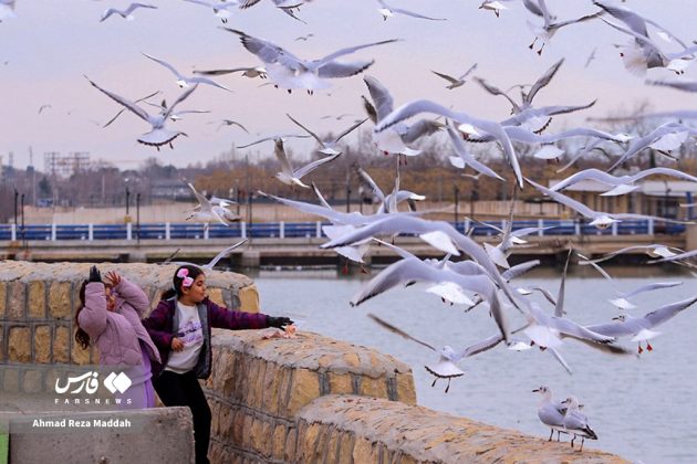 Siberian gulls bring winter charm to Shiraz, southern Iran