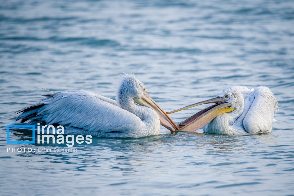 Azini Wetland: A unique ecological gem in Hormozgan Province, southern Iran 46 Azini Wetland: A unique ecological gem in Hormozgan Province, southern Iran