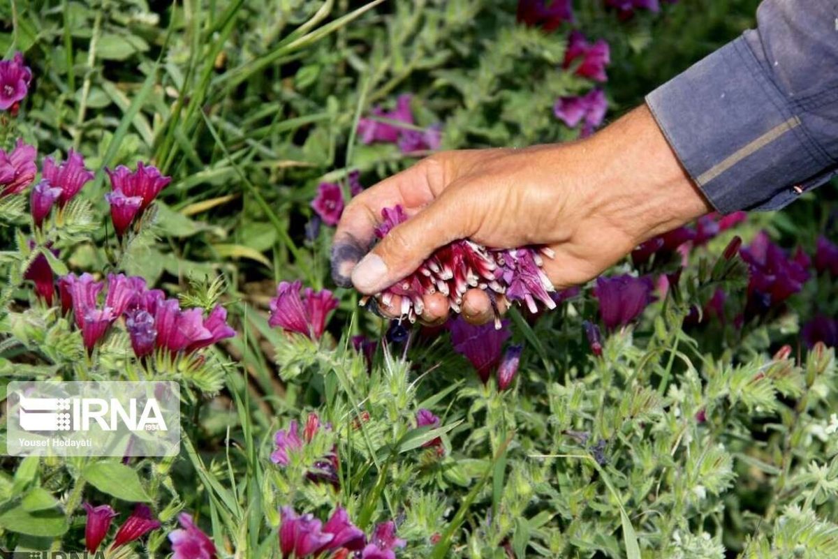 Over 24,000 tons of medicinal plants produced annually in Iran’s Sistan and Baluchestan