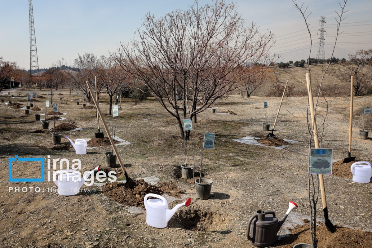 Sea buckthorn saplings planted in Tehran’s Pardisan Park to mark Arbor Day