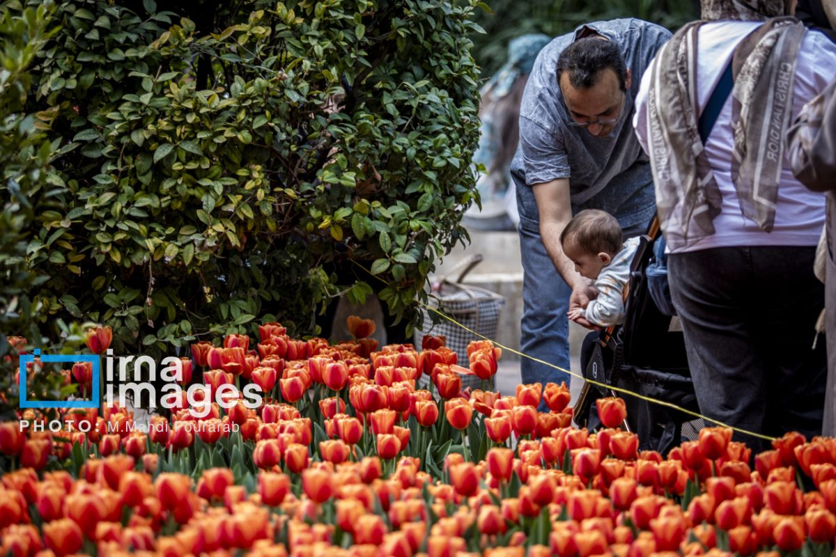 Vibrant spring tulips bloom in Tehran's Iranian Garden