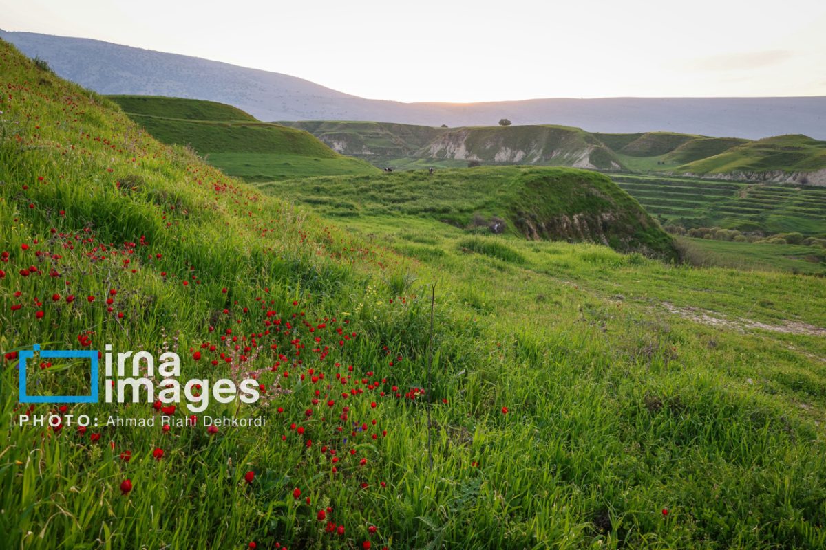 Lily Meadow where wild flowers meet nature in southern Iran