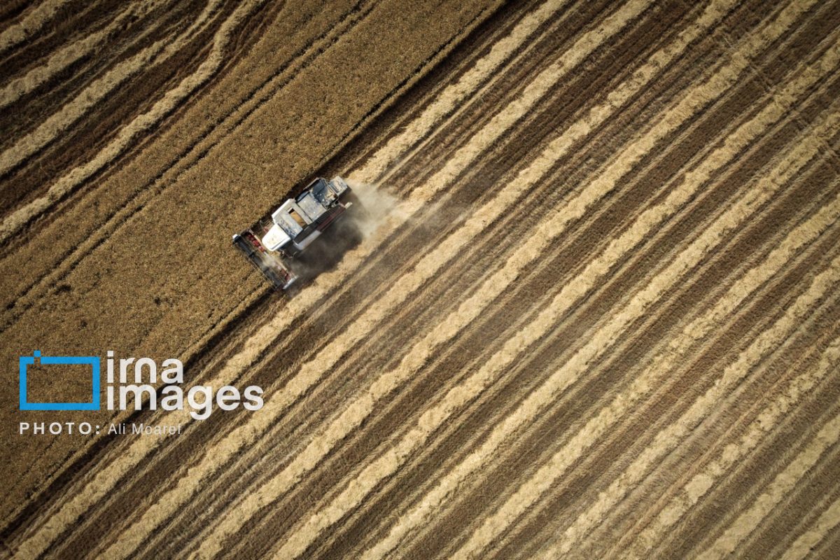 Golden fields of Khuzestan: Iran's breadbasket begins bountiful wheat harvest