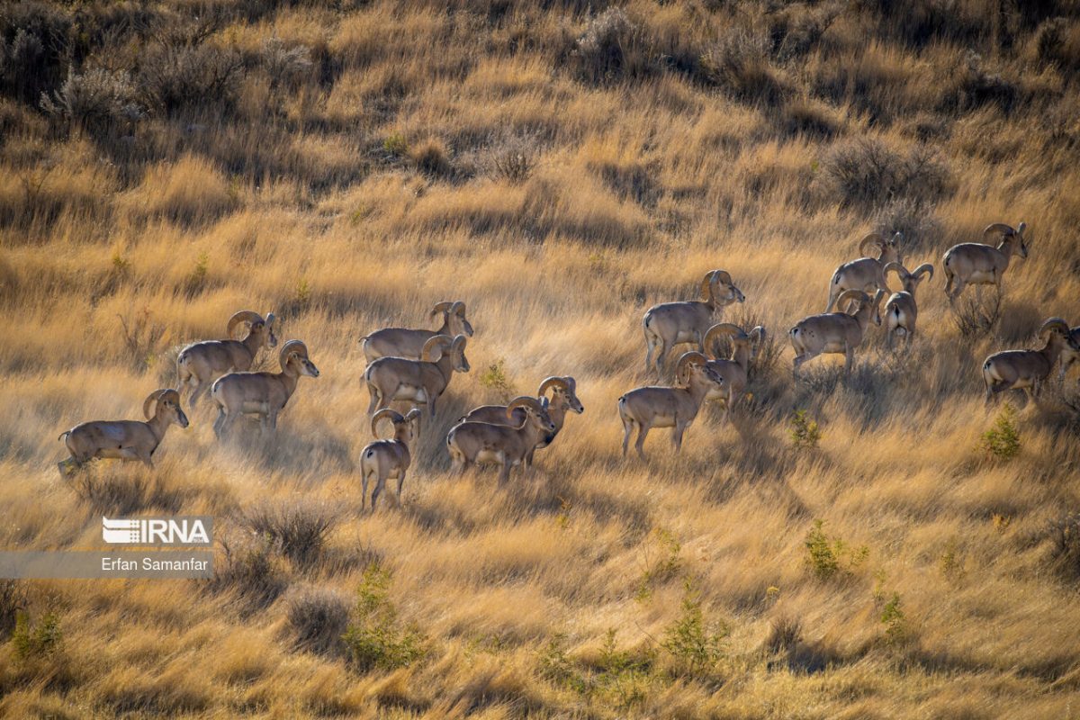 Locals rescue 24 wild sheep trapped in mud in southern Iran 1 Locals rescue 24 wild sheep trapped in mud in southern Iran