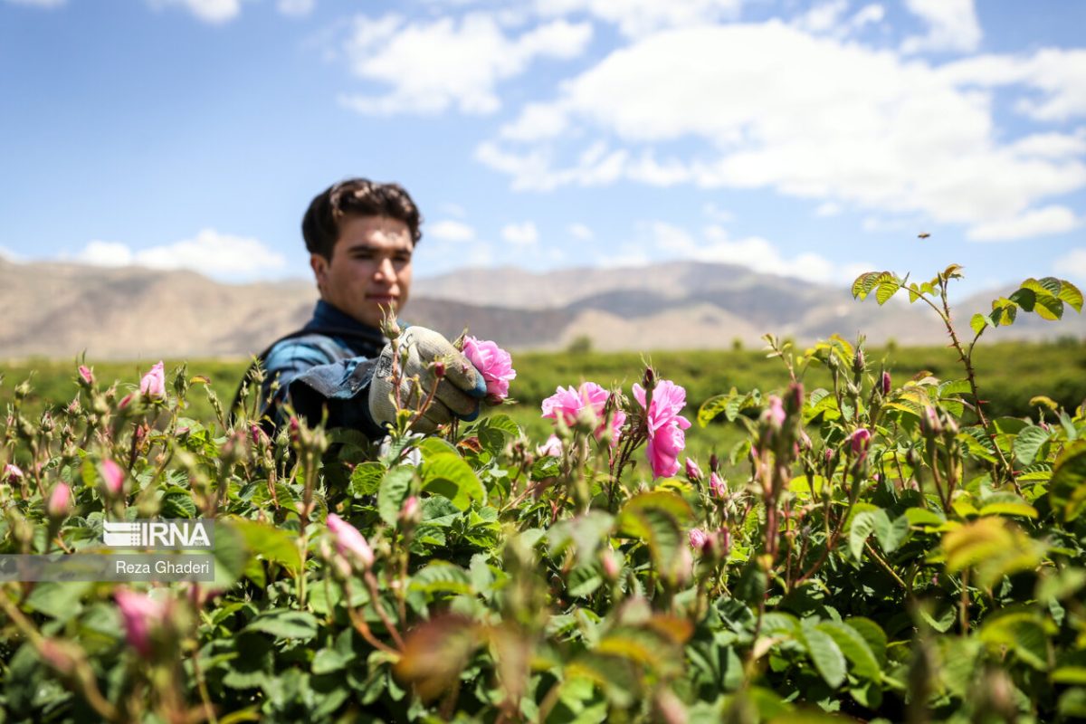 Kashan’s traditional rosewater festival gains intl. recognition