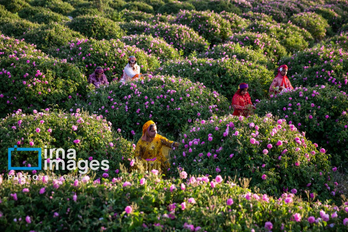 Iran’s Meymand welcomes tourists for annual rosewater festival