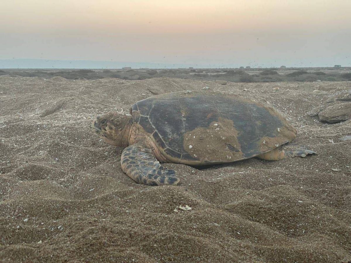 Endangered hawksbill turtles return to Iran’s Bushehr shores to nest