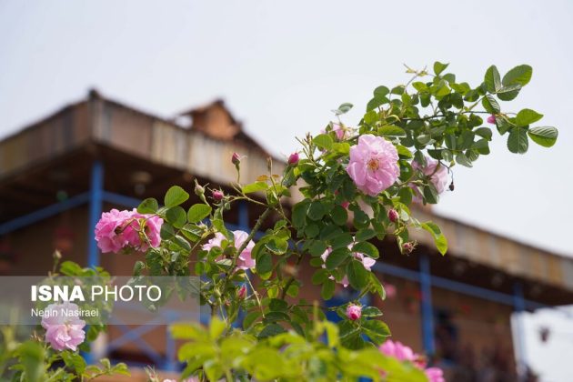 Rose harvest festival celebrates agriculture, tourism in Babol