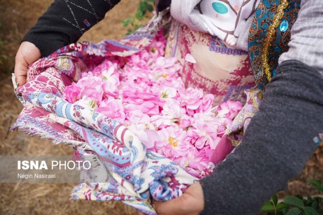 Rose harvest festival celebrates agriculture, tourism in Babol