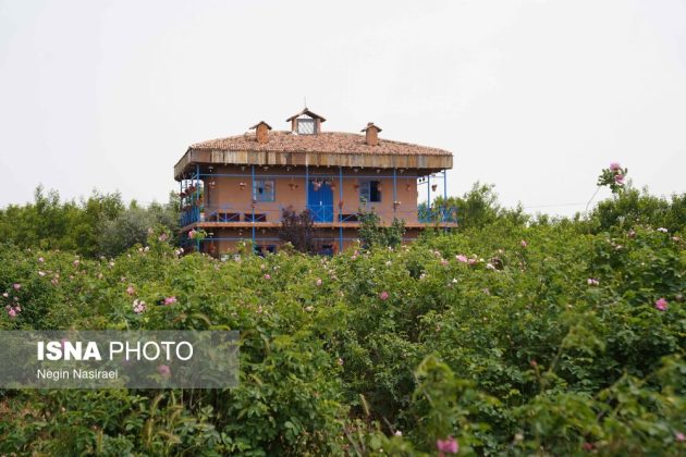 Rose harvest festival celebrates agriculture, tourism in Babol