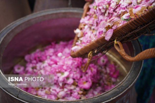 Rose harvest festival celebrates agriculture, tourism in Babol