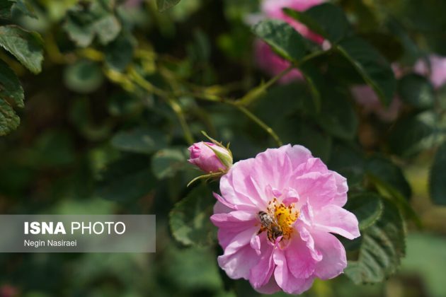 Rose harvest festival celebrates agriculture, tourism in Babol