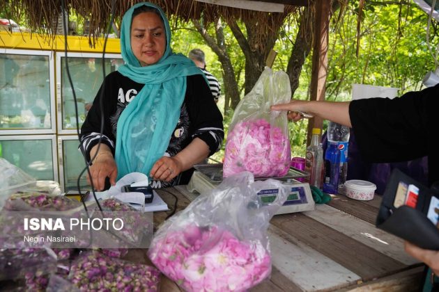 Rose harvest festival celebrates agriculture, tourism in Babol