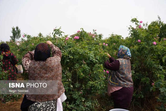 Rose harvest festival celebrates agriculture, tourism in Babol