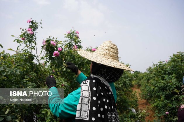 Rose harvest festival celebrates agriculture, tourism in Babol