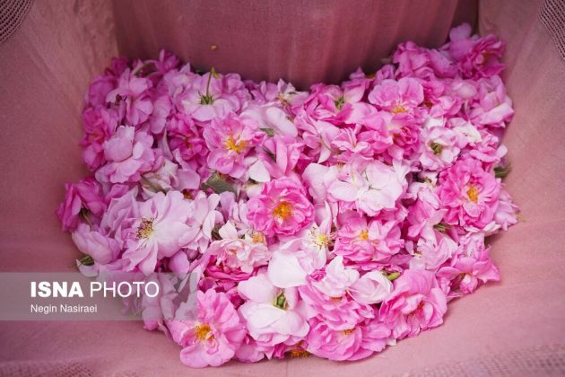 Rose harvest festival celebrates agriculture, tourism in Babol