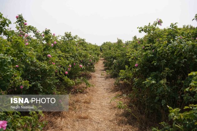 Rose harvest festival celebrates agriculture, tourism in Babol