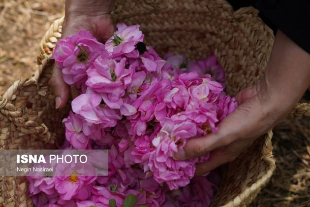 Rose harvest festival celebrates agriculture, tourism in Babol