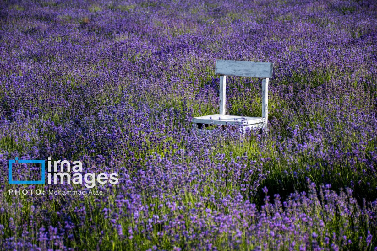 Sabzineh agritourism farm boosts local economy in Iran’s Azadshahr 32 Sabzineh agritourism farm boosts local economy in Iran’s Azadshahr