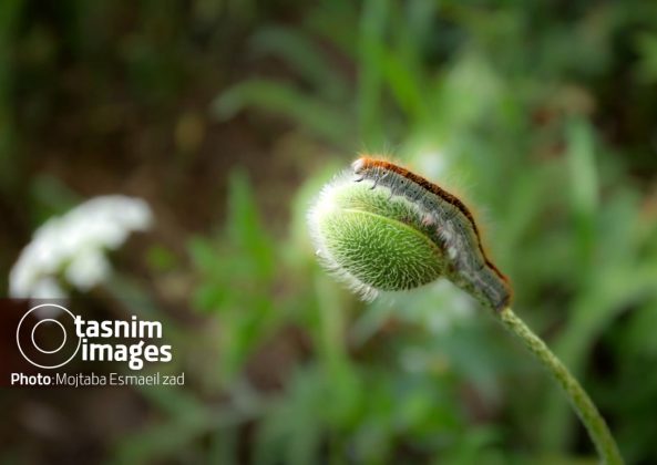 Photo report: Nowruzlu Wetland protected area in Miandoab, northwestern Iran