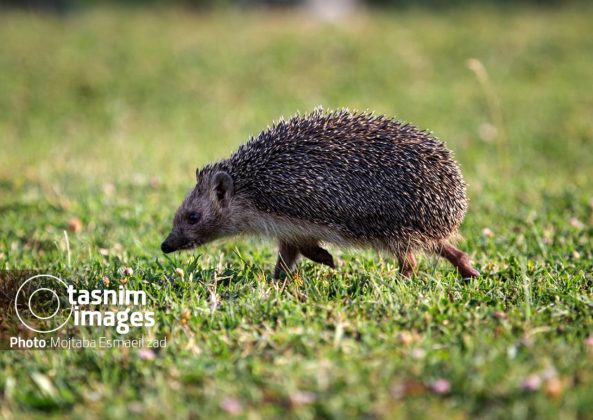 Photo report: Nowruzlu Wetland protected area in Miandoab, northwestern Iran