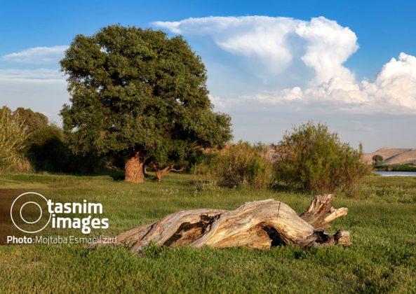 Photo report: Nowruzlu Wetland protected area in Miandoab, northwestern Iran