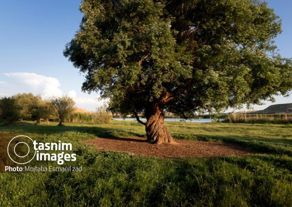Photo report: Nowruzlu Wetland protected area in Miandoab, northwestern Iran