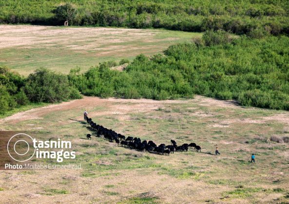 Photo report: Nowruzlu Wetland protected area in Miandoab, northwestern Iran