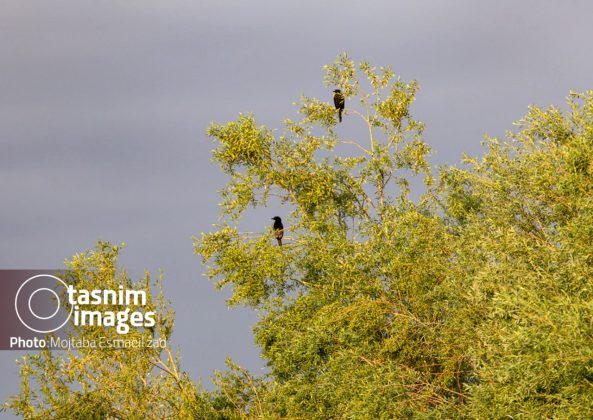 Photo report: Nowruzlu Wetland protected area in Miandoab, northwestern Iran