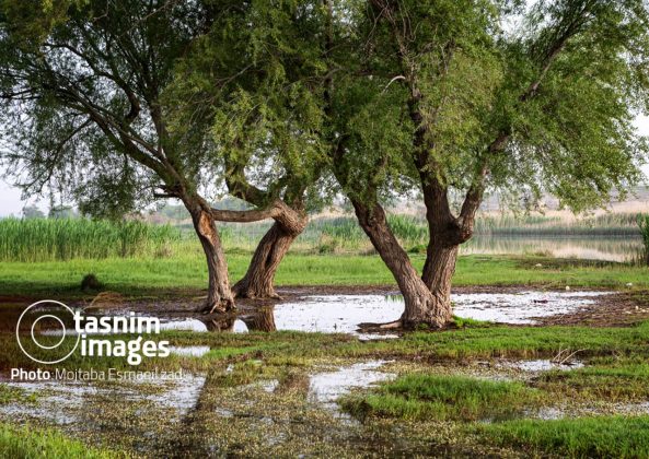 Photo report: Nowruzlu Wetland protected area in Miandoab, northwestern Iran