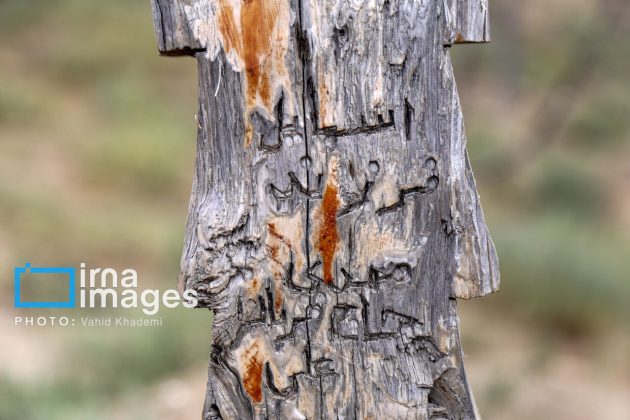 Baghlegh Wooden Cemetery in northeastern Iran                     