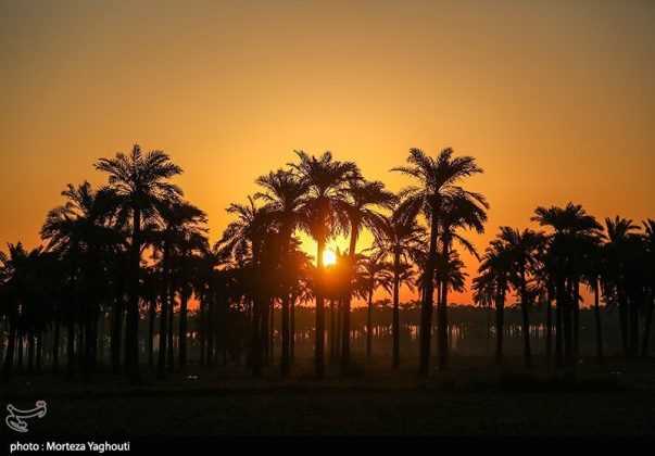 Date harvest begins in Ghazavieh, Iran’s Khuzestan province